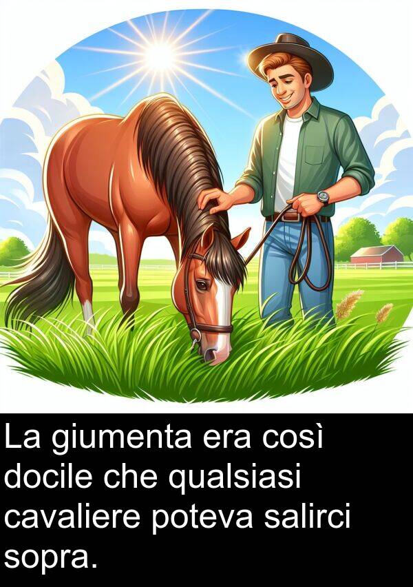 sopra: La giumenta era così docile che qualsiasi cavaliere poteva salirci sopra.
