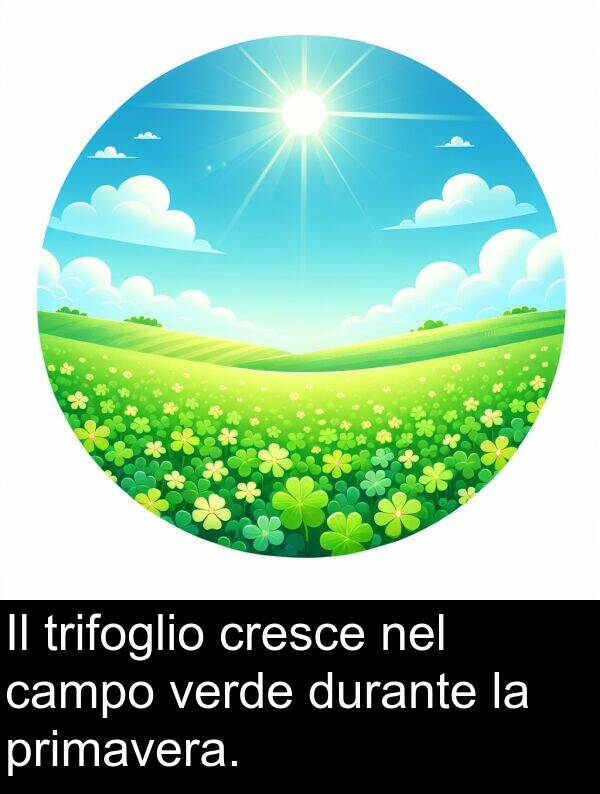 campo: Il trifoglio cresce nel campo verde durante la primavera.