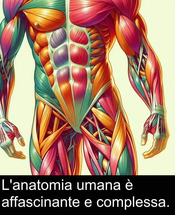 affascinante: L'anatomia umana è affascinante e complessa.