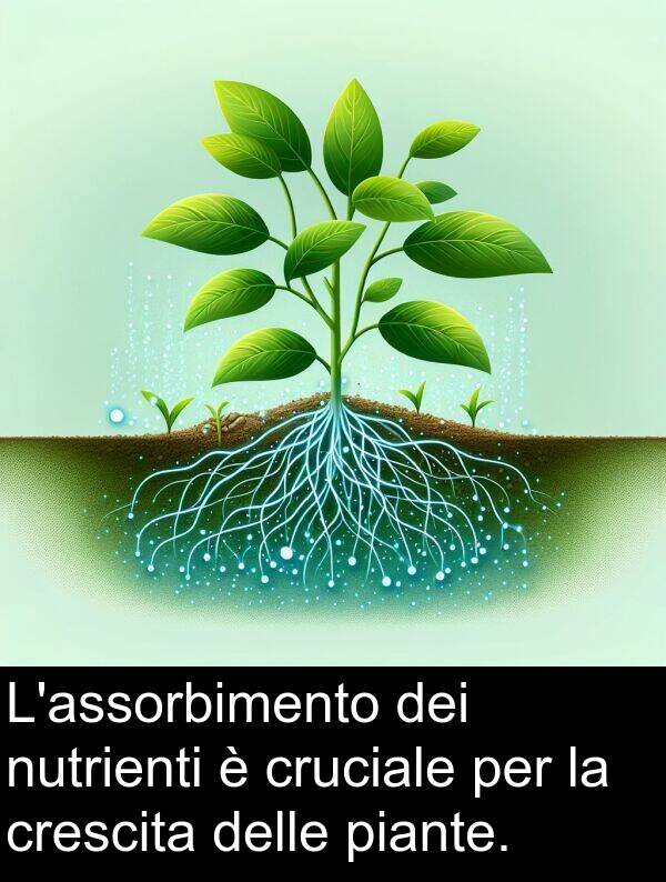 cruciale: L'assorbimento dei nutrienti è cruciale per la crescita delle piante.