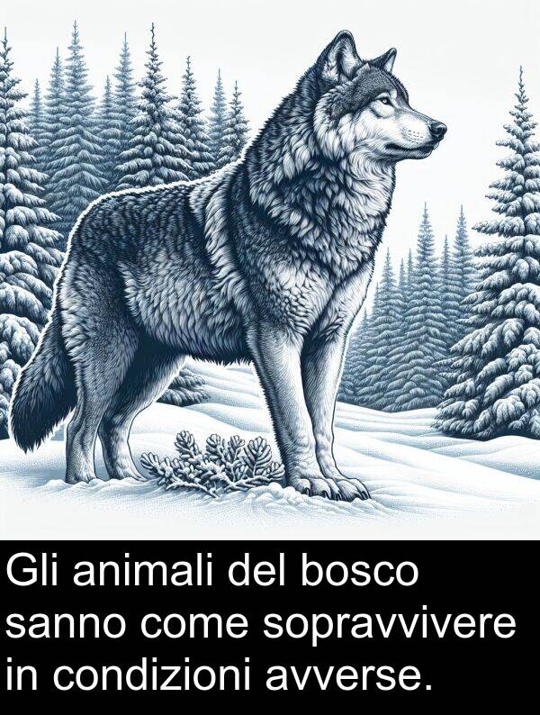 condizioni: Gli animali del bosco sanno come sopravvivere in condizioni avverse.