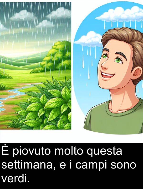settimana: È piovuto molto questa settimana, e i campi sono verdi.
