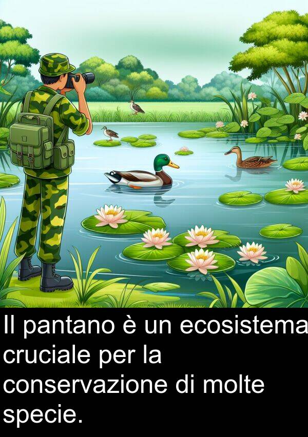 pantano: Il pantano è un ecosistema cruciale per la conservazione di molte specie.
