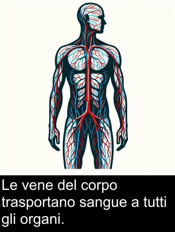 sangue: Le vene del corpo trasportano sangue a tutti gli organi.
