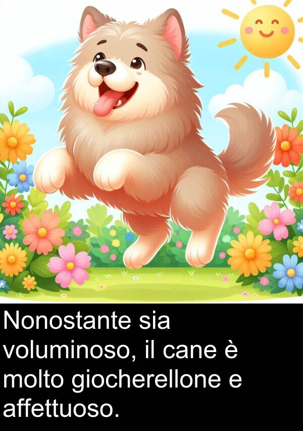 cane: Nonostante sia voluminoso, il cane è molto giocherellone e affettuoso.