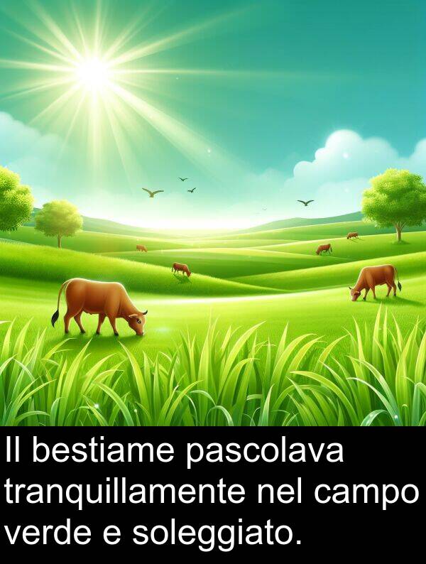 campo: Il bestiame pascolava tranquillamente nel campo verde e soleggiato.