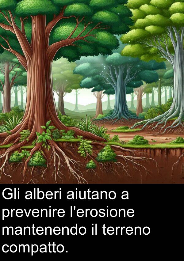 aiutano: Gli alberi aiutano a prevenire l'erosione mantenendo il terreno compatto.