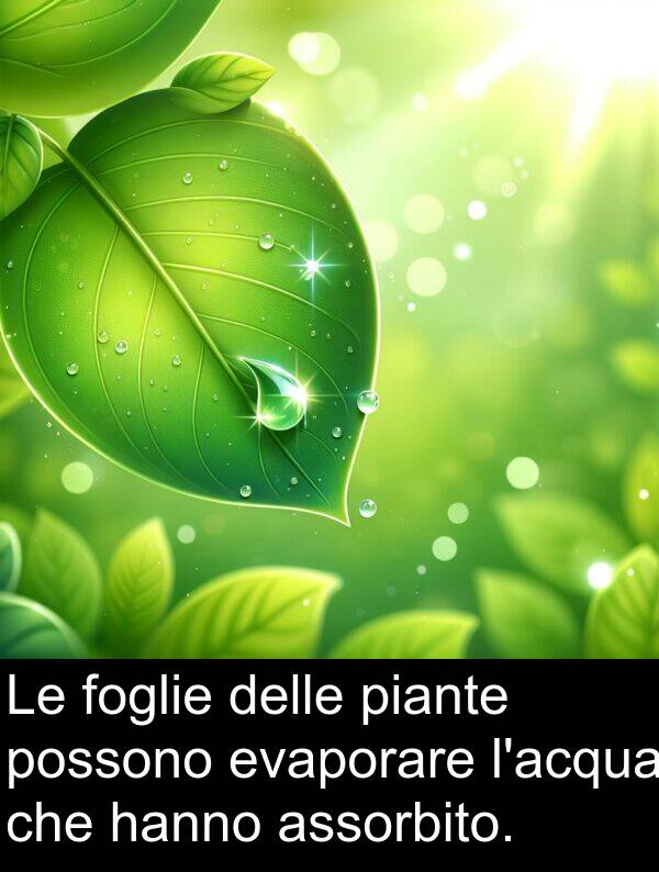 piante: Le foglie delle piante possono evaporare l'acqua che hanno assorbito.