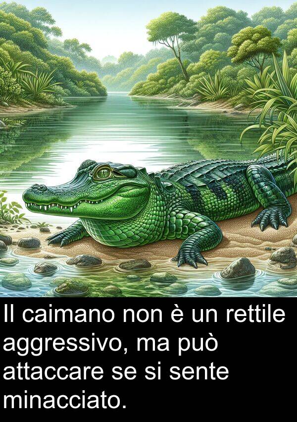 caimano: Il caimano non è un rettile aggressivo, ma può attaccare se si sente minacciato.