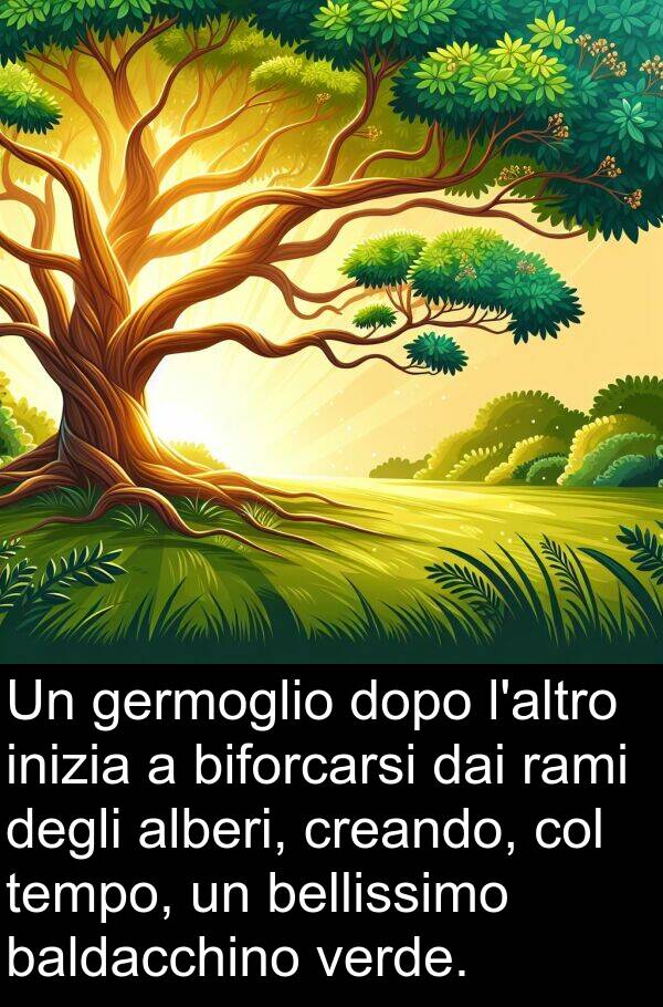 baldacchino: Un germoglio dopo l'altro inizia a biforcarsi dai rami degli alberi, creando, col tempo, un bellissimo baldacchino verde.