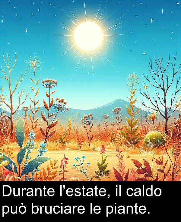 piante: Durante l'estate, il caldo può bruciare le piante.
