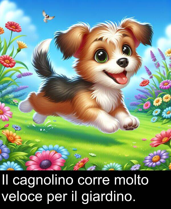 cagnolino: Il cagnolino corre molto veloce per il giardino.