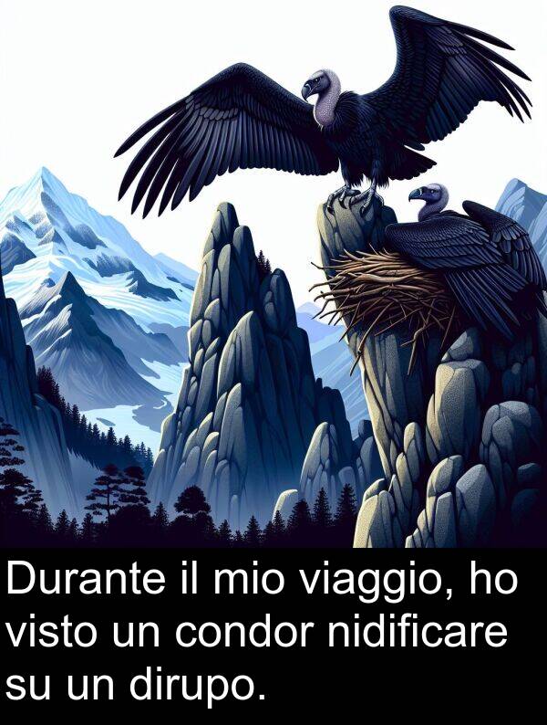condor: Durante il mio viaggio, ho visto un condor nidificare su un dirupo.