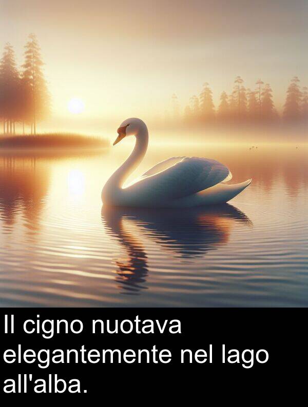 lago: Il cigno nuotava elegantemente nel lago all'alba.