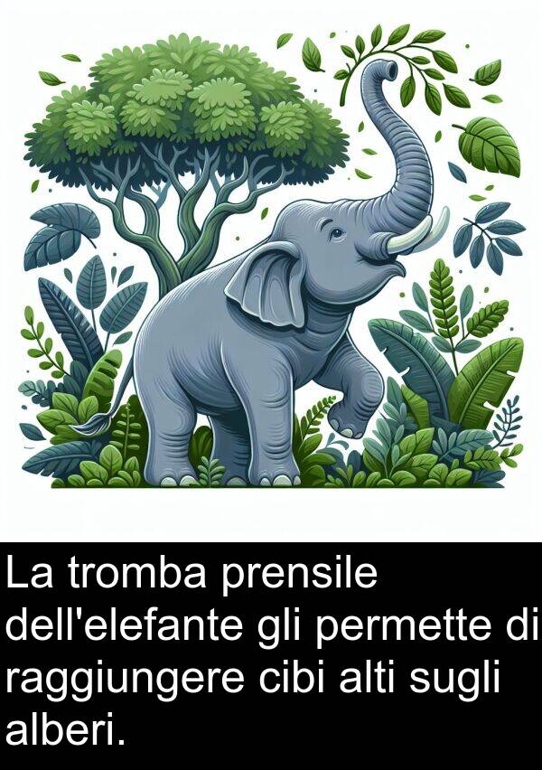 tromba: La tromba prensile dell'elefante gli permette di raggiungere cibi alti sugli alberi.