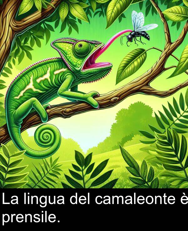 camaleonte: La lingua del camaleonte è prensile.