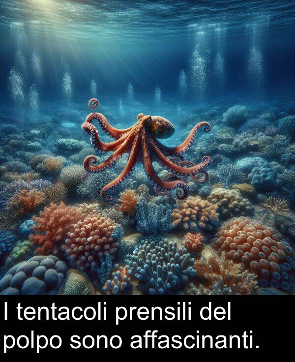 affascinanti: I tentacoli prensili del polpo sono affascinanti.