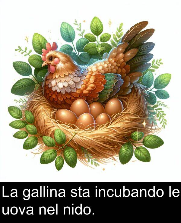 nel: La gallina sta incubando le uova nel nido.