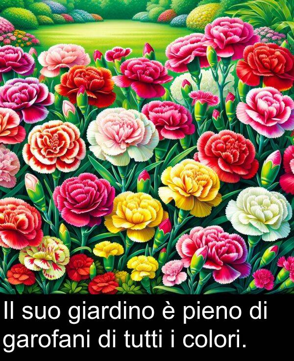 garofani: Il suo giardino è pieno di garofani di tutti i colori.