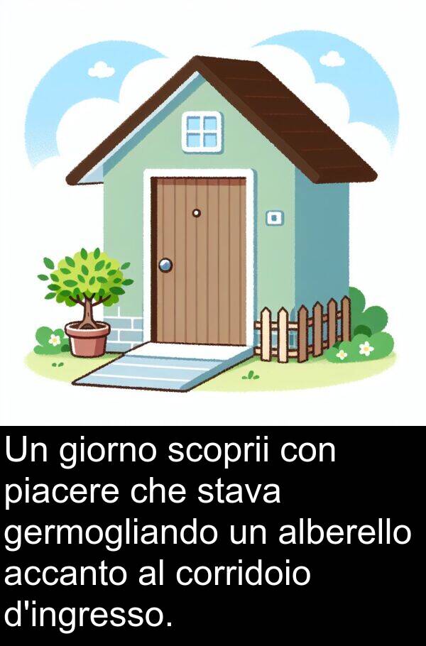 germogliando: Un giorno scoprii con piacere che stava germogliando un alberello accanto al corridoio d'ingresso.