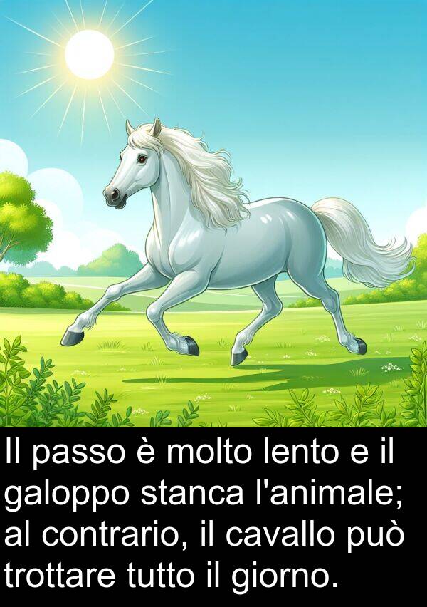stanca: Il passo è molto lento e il galoppo stanca l'animale; al contrario, il cavallo può trottare tutto il giorno.