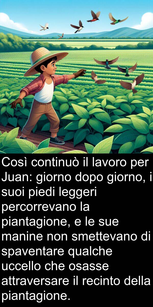 uccello: Così continuò il lavoro per Juan: giorno dopo giorno, i suoi piedi leggeri percorrevano la piantagione, e le sue manine non smettevano di spaventare qualche uccello che osasse attraversare il recinto della piantagione.