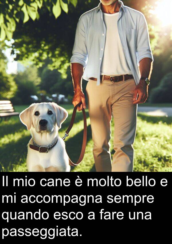 cane: Il mio cane è molto bello e mi accompagna sempre quando esco a fare una passeggiata.