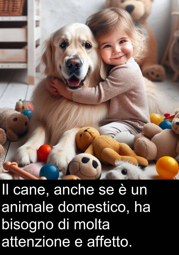 cane: Il cane, anche se è un animale domestico, ha bisogno di molta attenzione e affetto.
