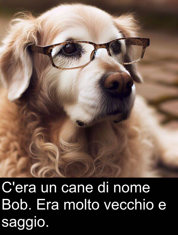 cane: C'era un cane di nome Bob. Era molto vecchio e saggio.