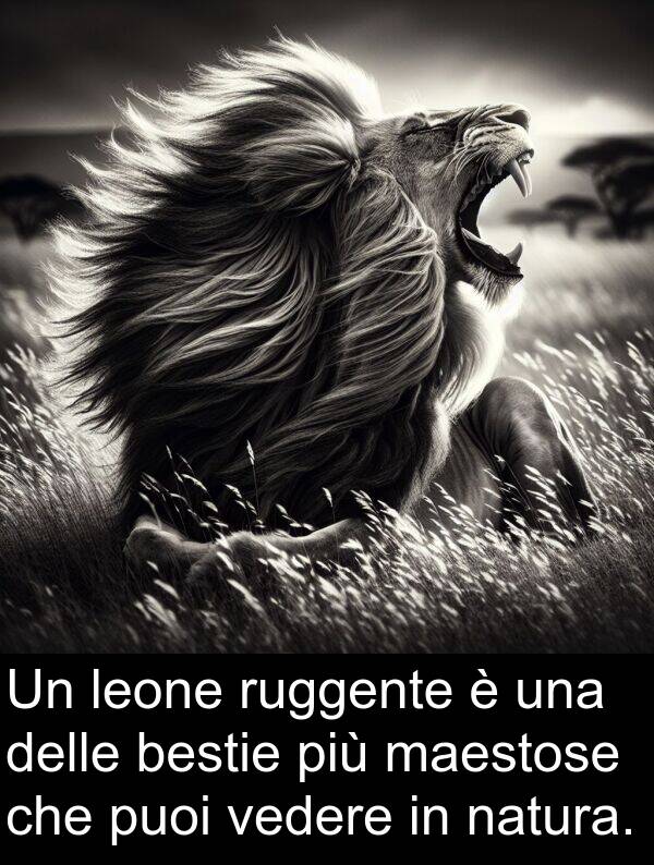 ruggente: Un leone ruggente è una delle bestie più maestose che puoi vedere in natura.