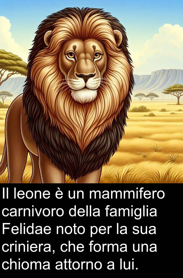 attorno: Il leone è un mammifero carnivoro della famiglia Felidae noto per la sua criniera, che forma una chioma attorno a lui.