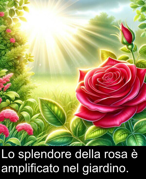 giardino: Lo splendore della rosa è amplificato nel giardino.