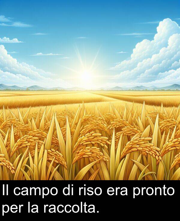 campo: Il campo di riso era pronto per la raccolta.
