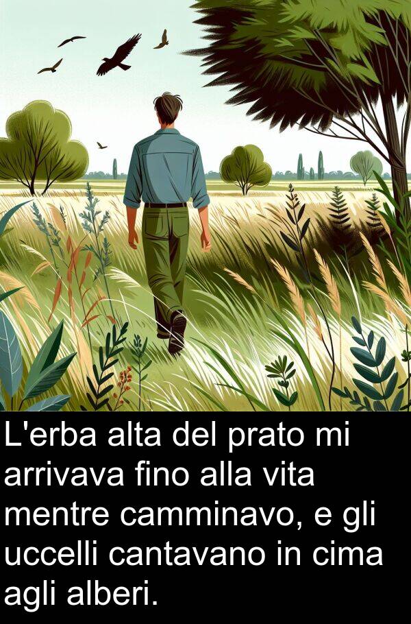 alta: L'erba alta del prato mi arrivava fino alla vita mentre camminavo, e gli uccelli cantavano in cima agli alberi.