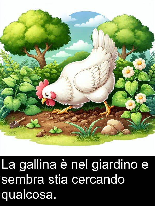 giardino: La gallina è nel giardino e sembra stia cercando qualcosa.