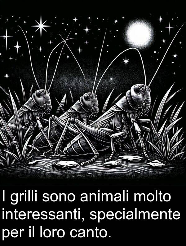 loro: I grilli sono animali molto interessanti, specialmente per il loro canto.