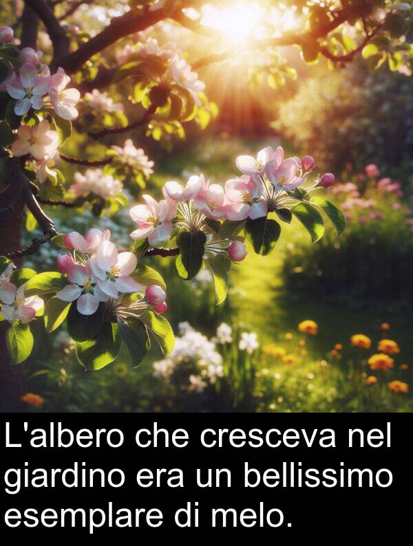 cresceva: L'albero che cresceva nel giardino era un bellissimo esemplare di melo.