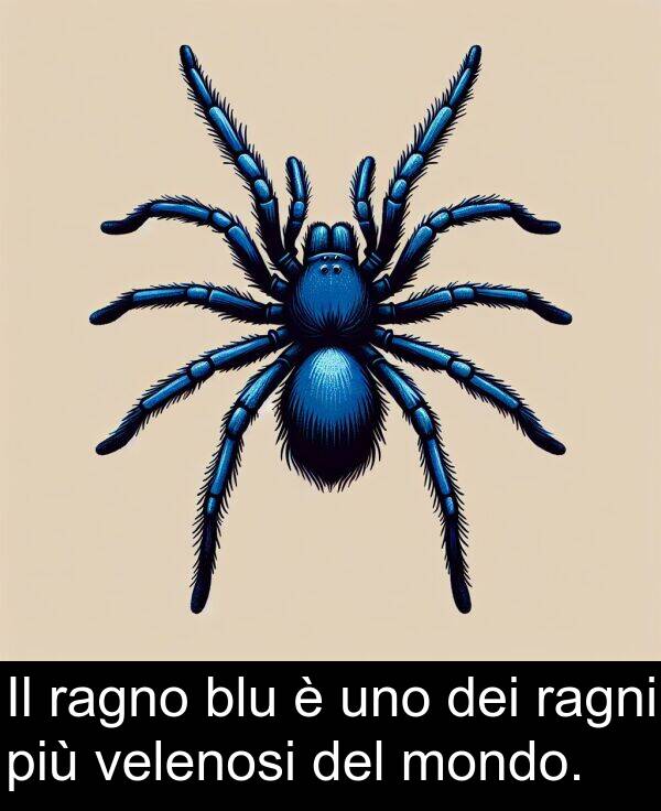 ragni: Il ragno blu è uno dei ragni più velenosi del mondo.