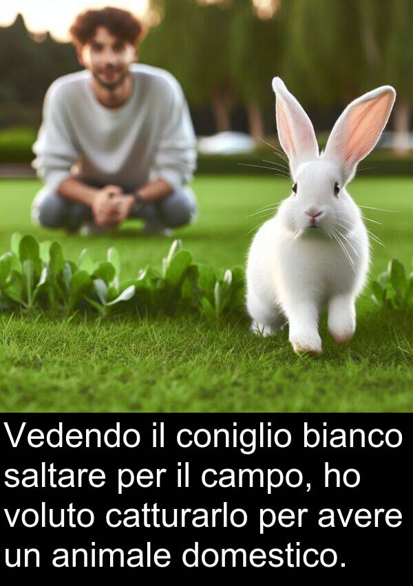 saltare: Vedendo il coniglio bianco saltare per il campo, ho voluto catturarlo per avere un animale domestico.