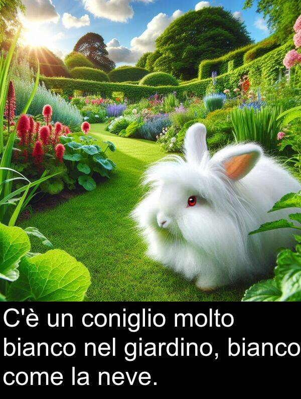 giardino: C'è un coniglio molto bianco nel giardino, bianco come la neve.