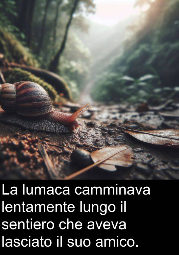 amico: La lumaca camminava lentamente lungo il sentiero che aveva lasciato il suo amico.