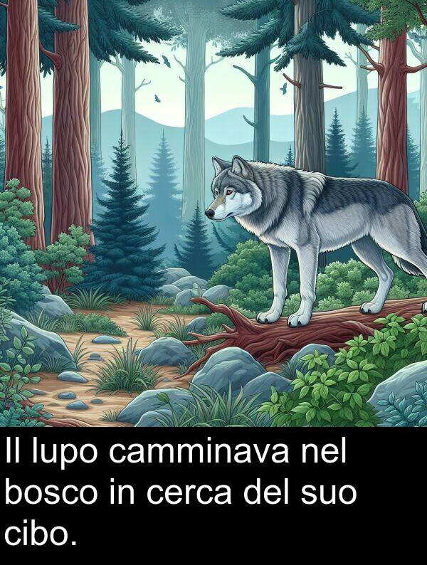 lupo: Il lupo camminava nel bosco in cerca del suo cibo.