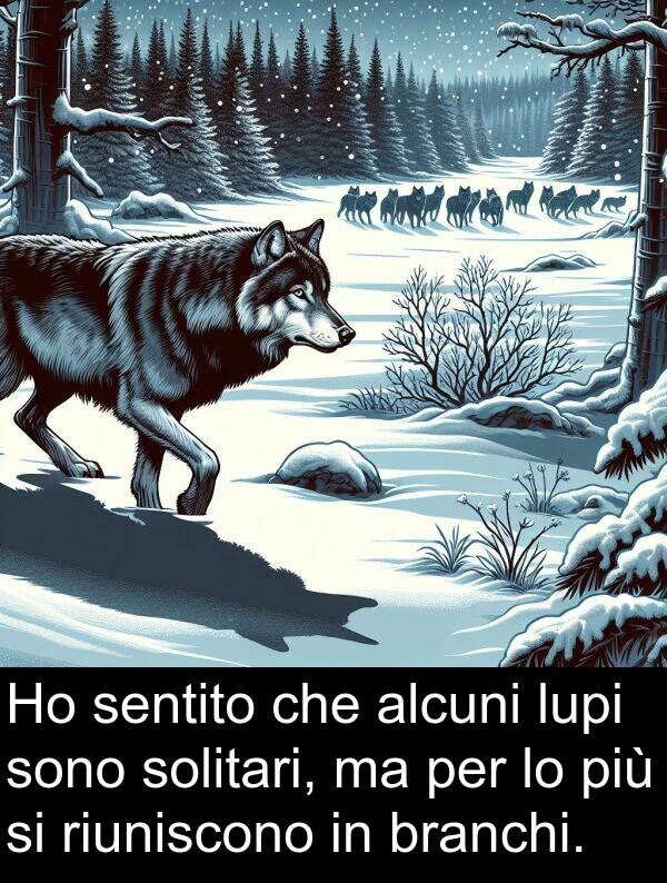 branchi: Ho sentito che alcuni lupi sono solitari, ma per lo più si riuniscono in branchi.