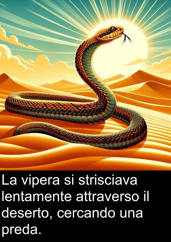 strisciava: La vipera si strisciava lentamente attraverso il deserto, cercando una preda.