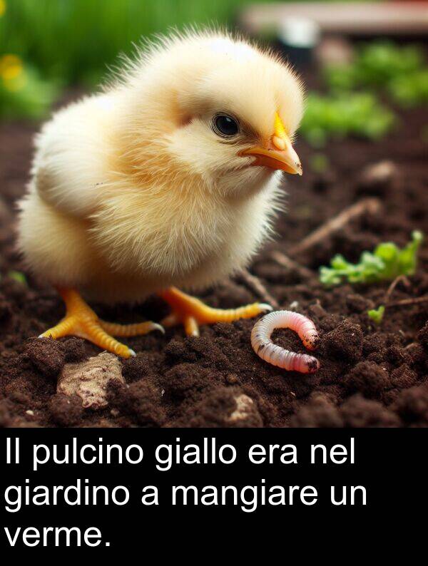 giardino: Il pulcino giallo era nel giardino a mangiare un verme.