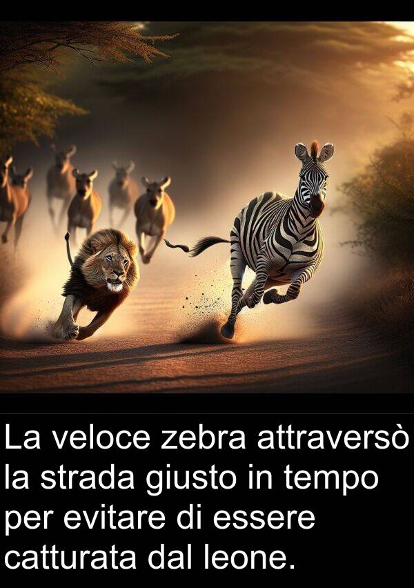 catturata: La veloce zebra attraversò la strada giusto in tempo per evitare di essere catturata dal leone.
