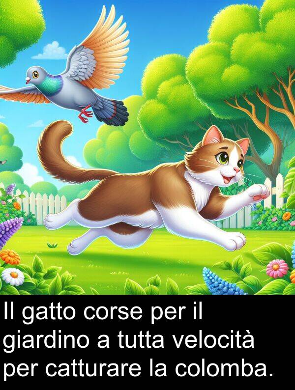 gatto: Il gatto corse per il giardino a tutta velocità per catturare la colomba.