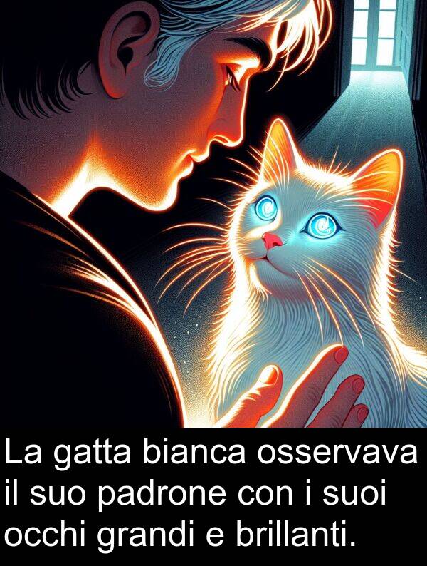 bianca: La gatta bianca osservava il suo padrone con i suoi occhi grandi e brillanti.