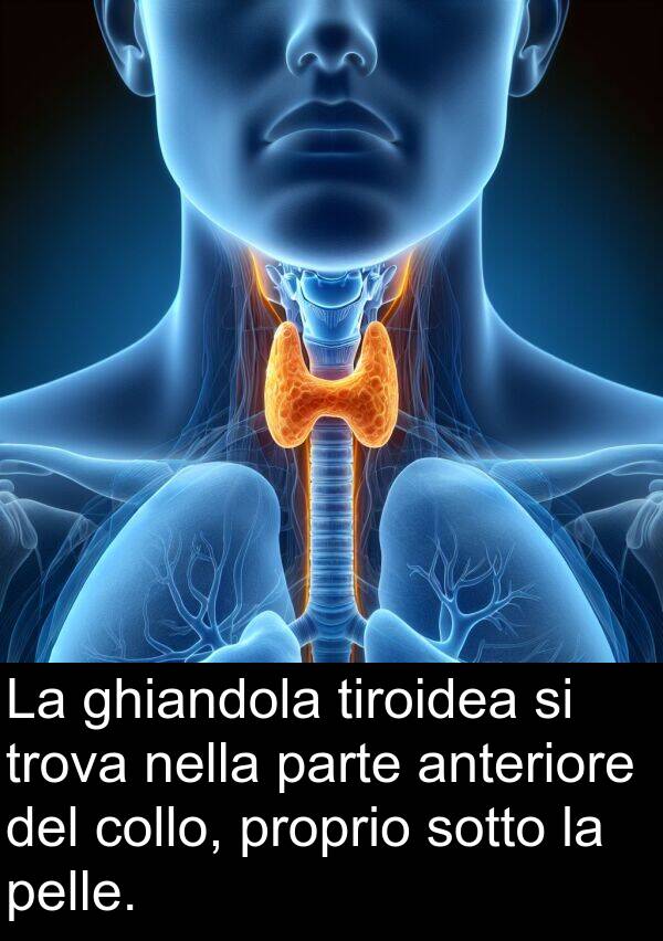 parte: La ghiandola tiroidea si trova nella parte anteriore del collo, proprio sotto la pelle.