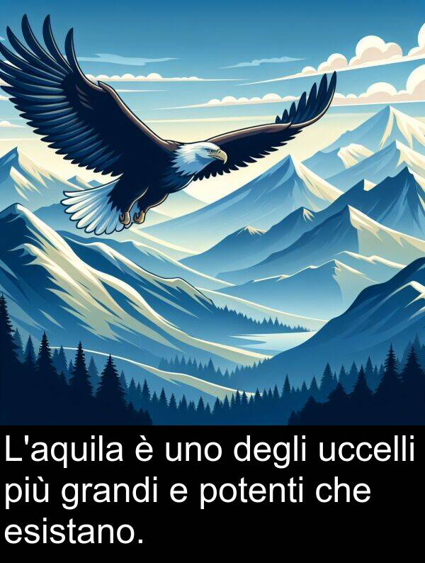degli: L'aquila è uno degli uccelli più grandi e potenti che esistano.